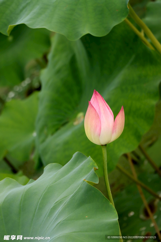 荷花花苞