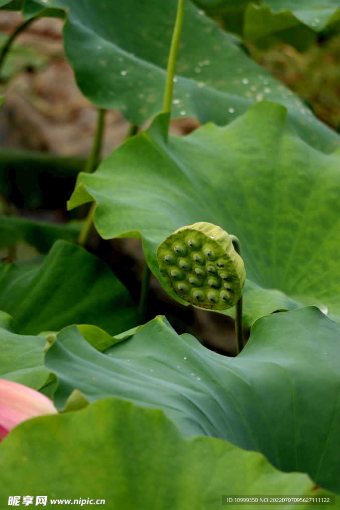 莲蓬莲子