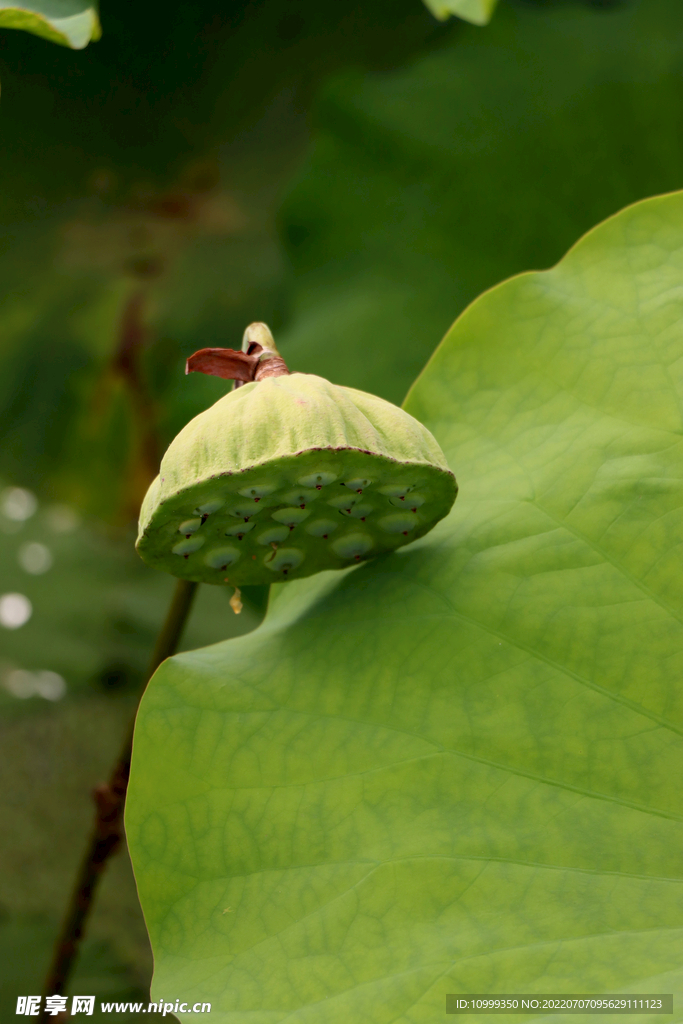 莲蓬莲子