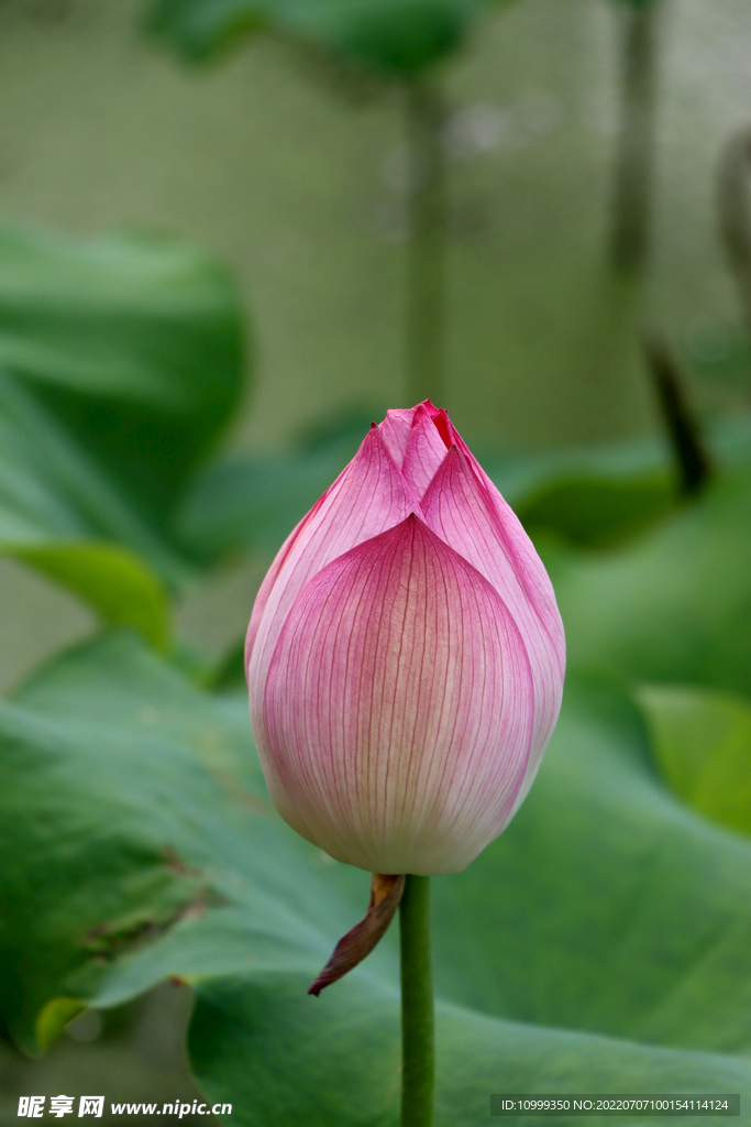 荷花花苞