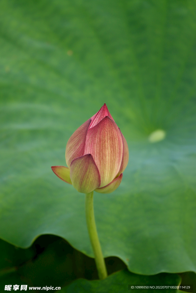 荷花花苞