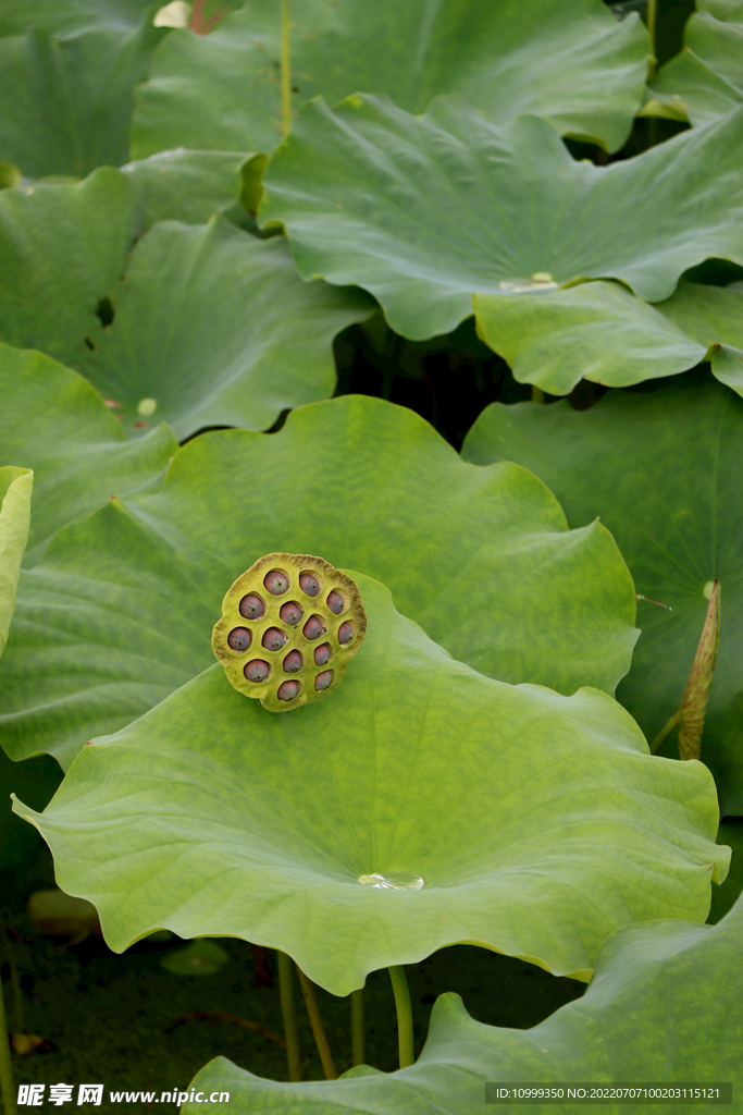 莲蓬莲子