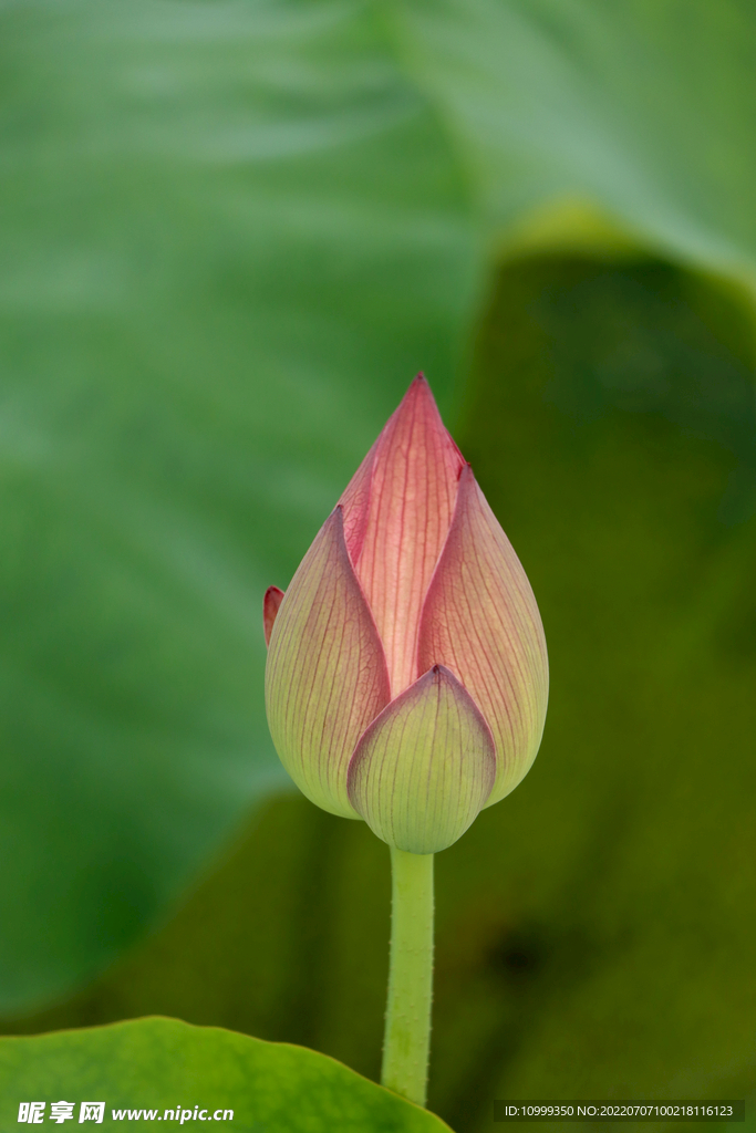 荷花花苞