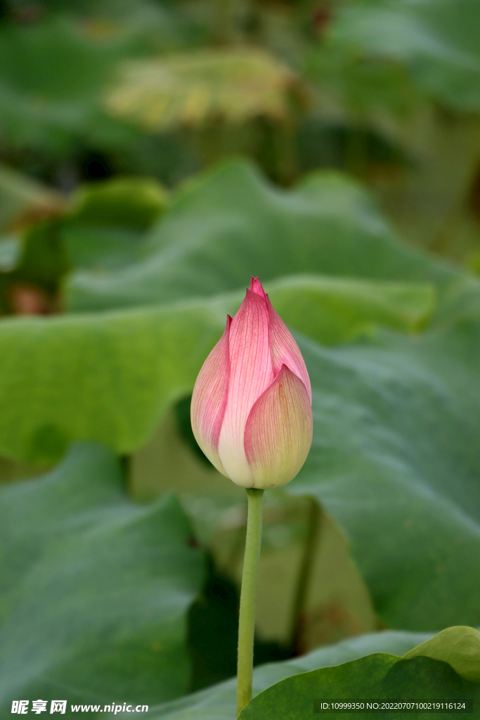 荷花花苞