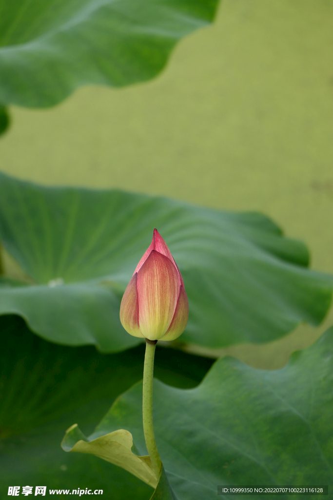 荷花花苞