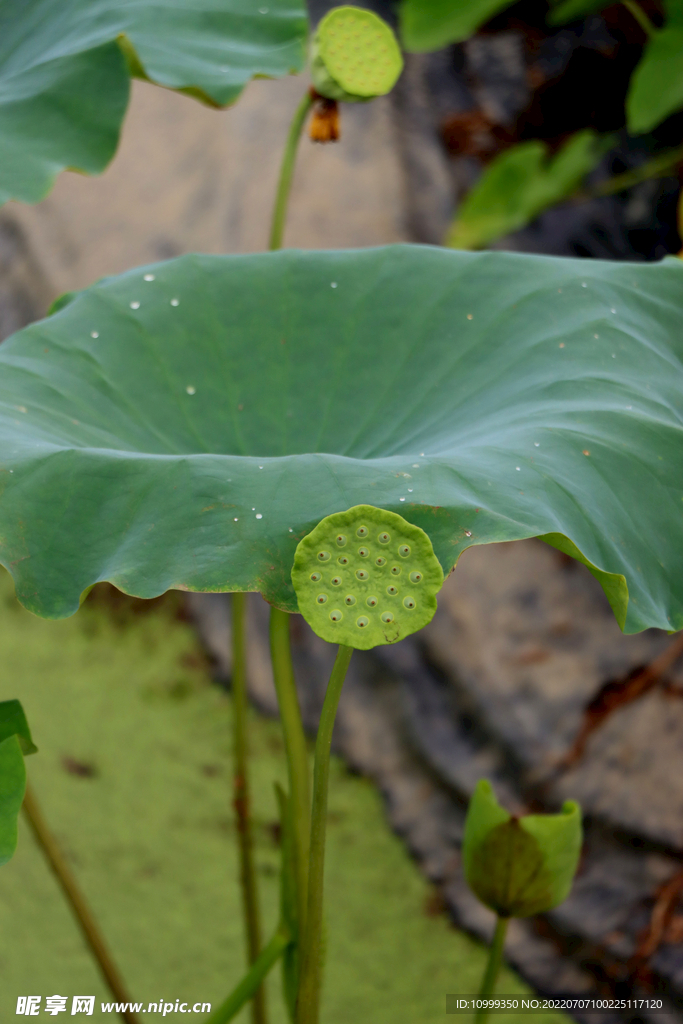 莲蓬莲子