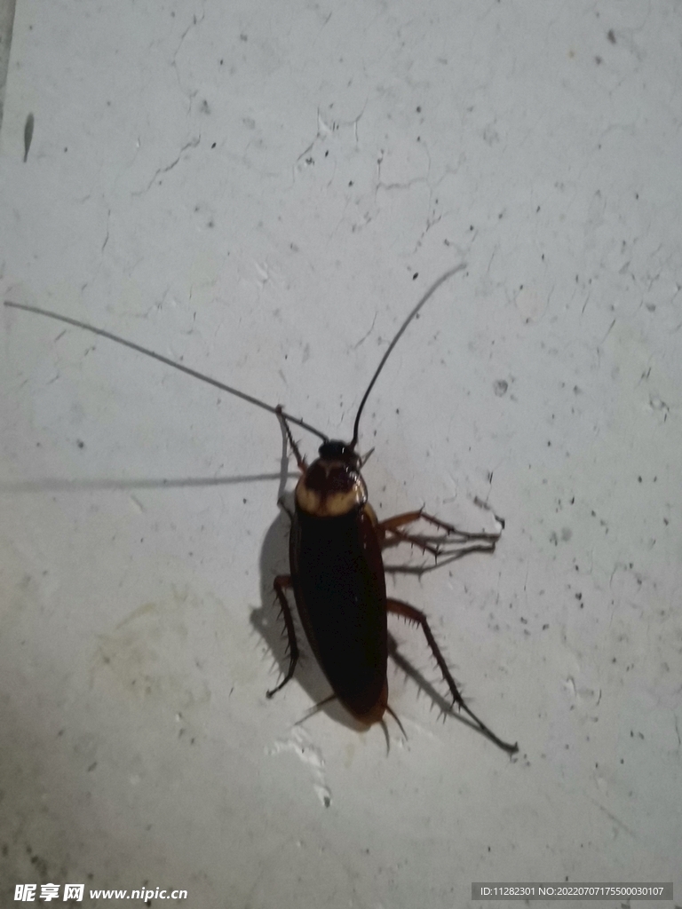 蟑螂