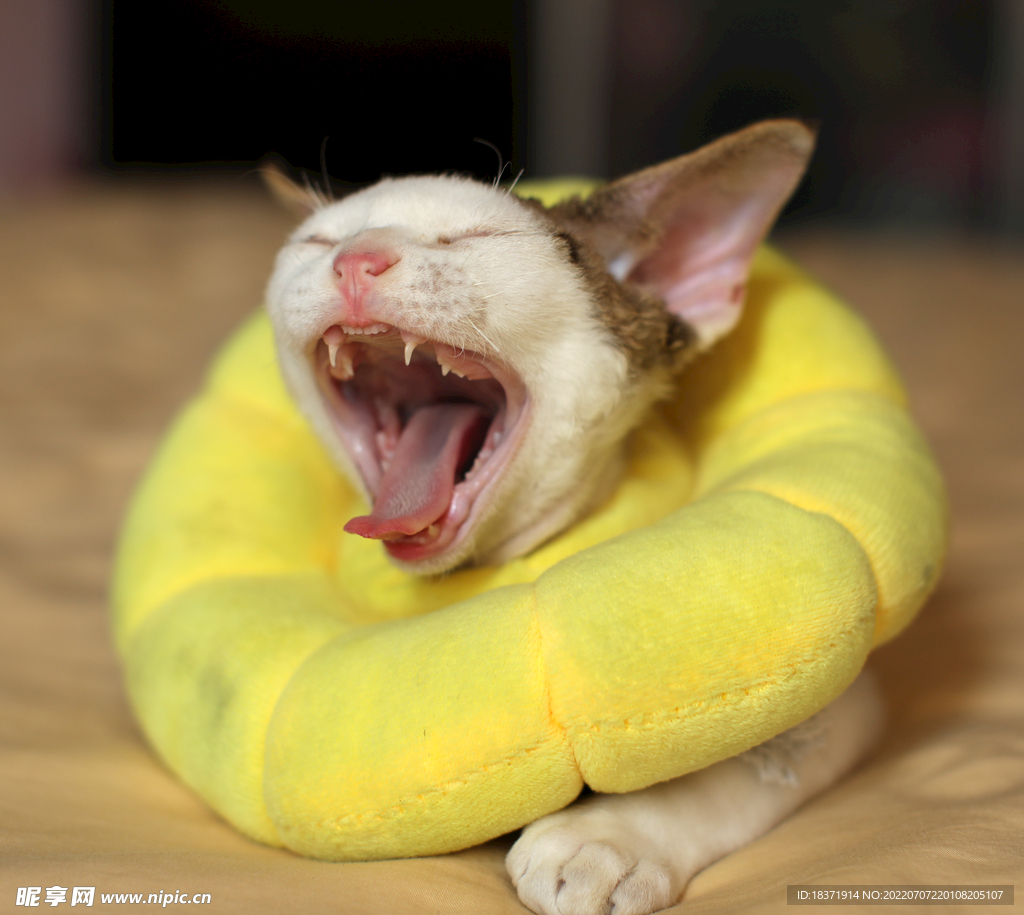 分享一只假笑猫olli，竟然觉得很可爱！_围笑