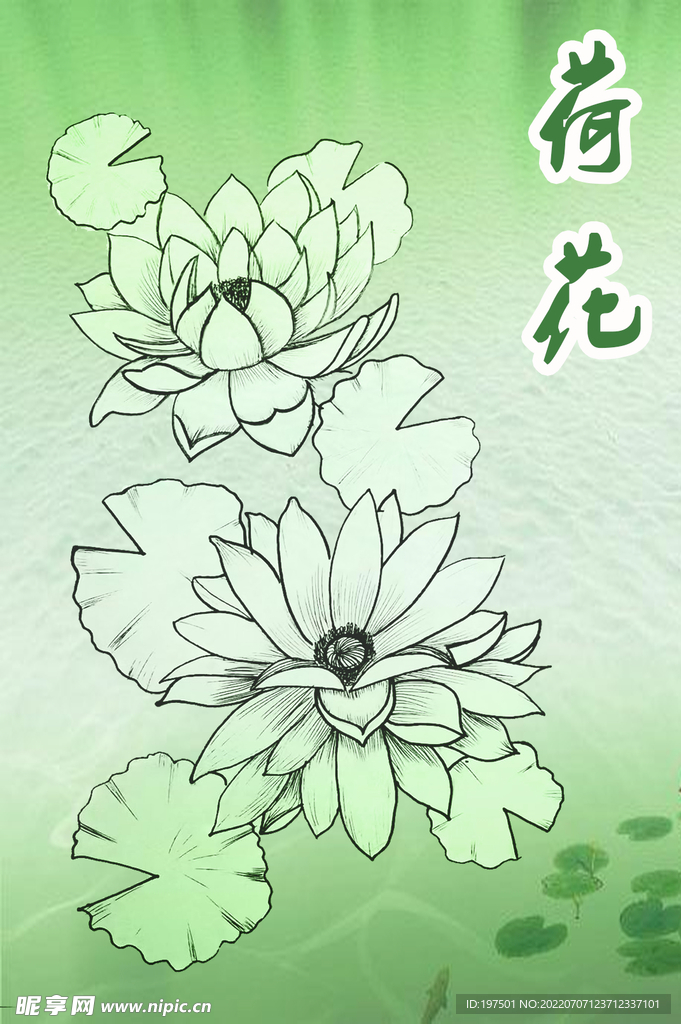 荷花