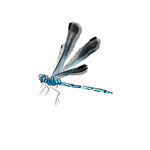 蜻蜓素材插画
