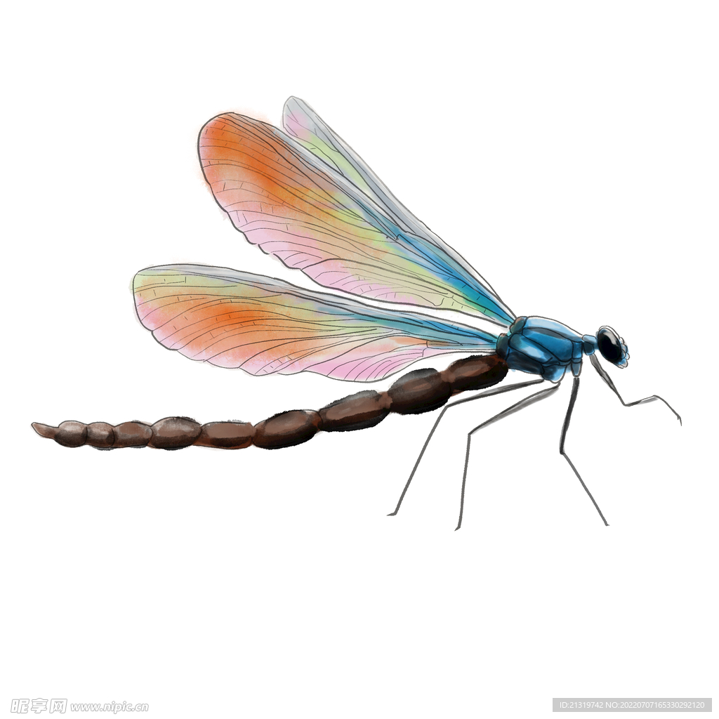 蜻蜓插画