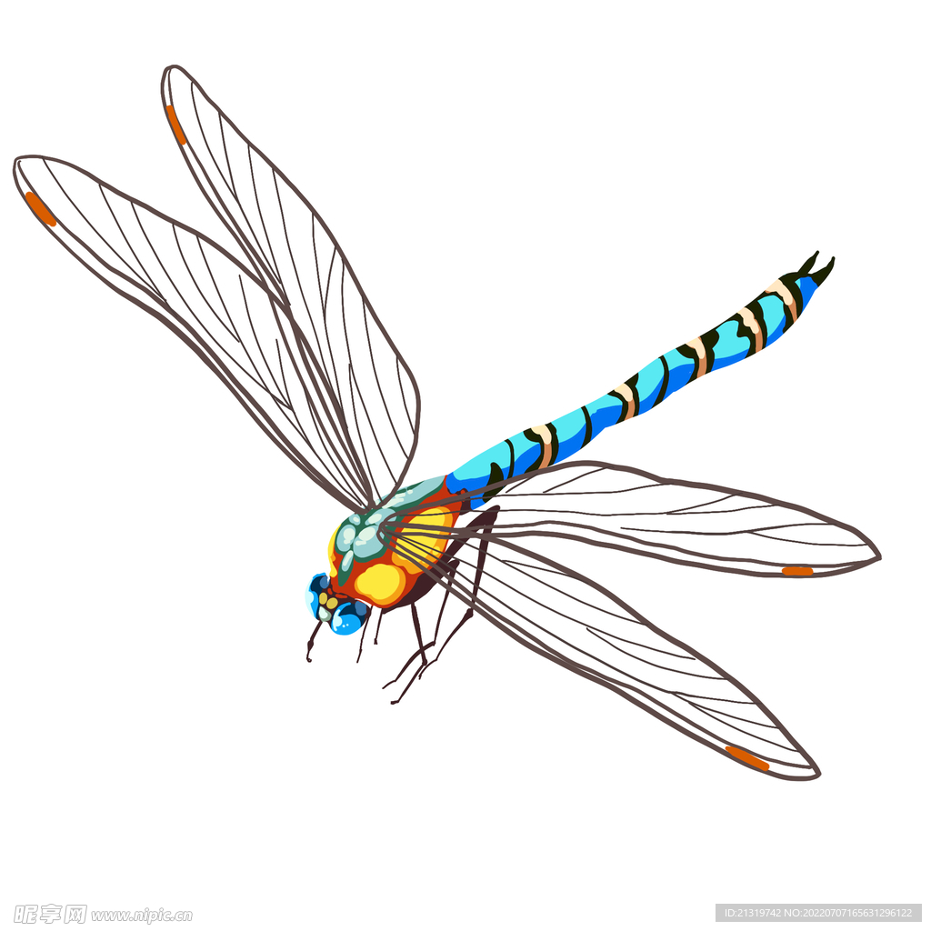 蜻蜓手绘插画