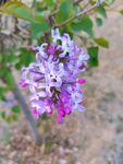 丁香花 
