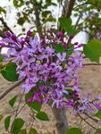 丁香花  