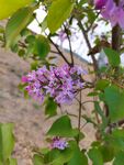 丁香花  