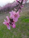 春日桃花  