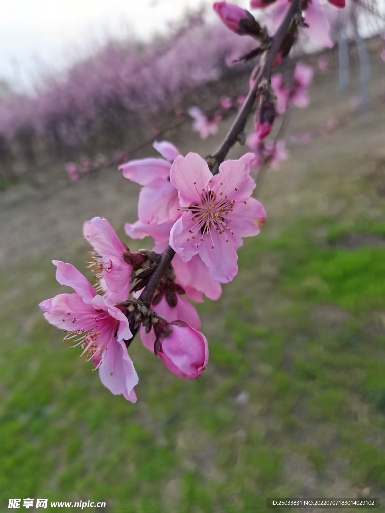 春日桃花  