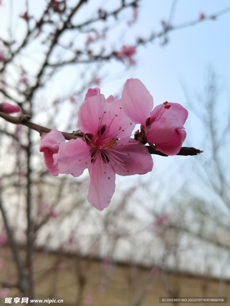 桃花枝