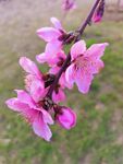 春日桃花 