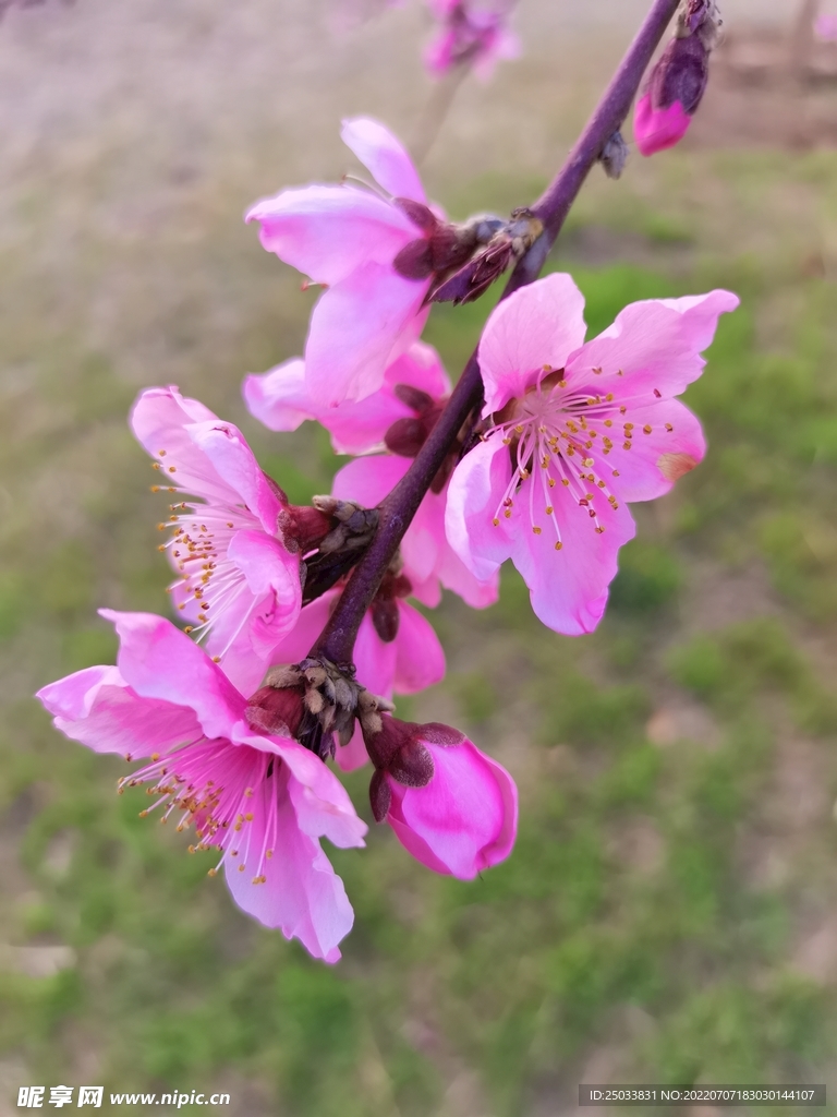 春日桃花 