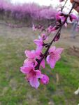  桃花花卉 
