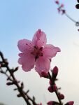 春日桃花  