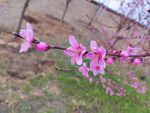 春日桃花 