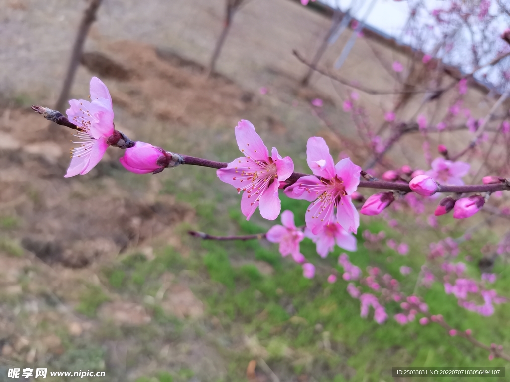 春日桃花 