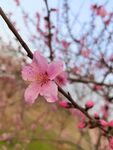春日桃花 