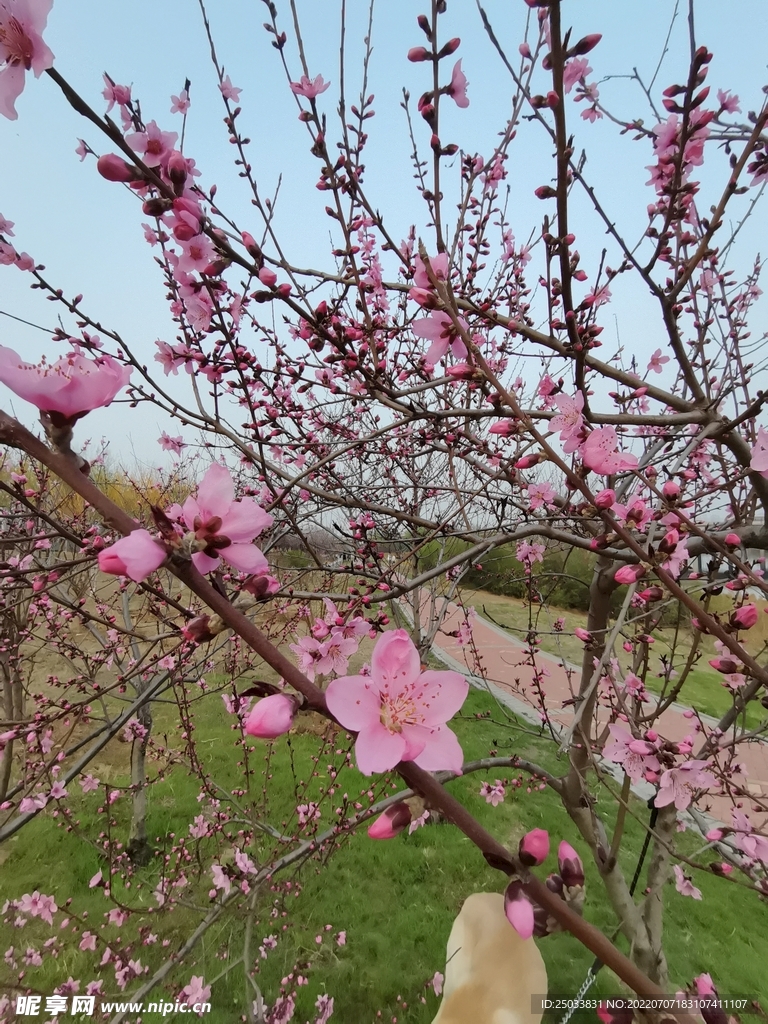 春日桃花 