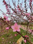 桃花粉色桃花桃花林