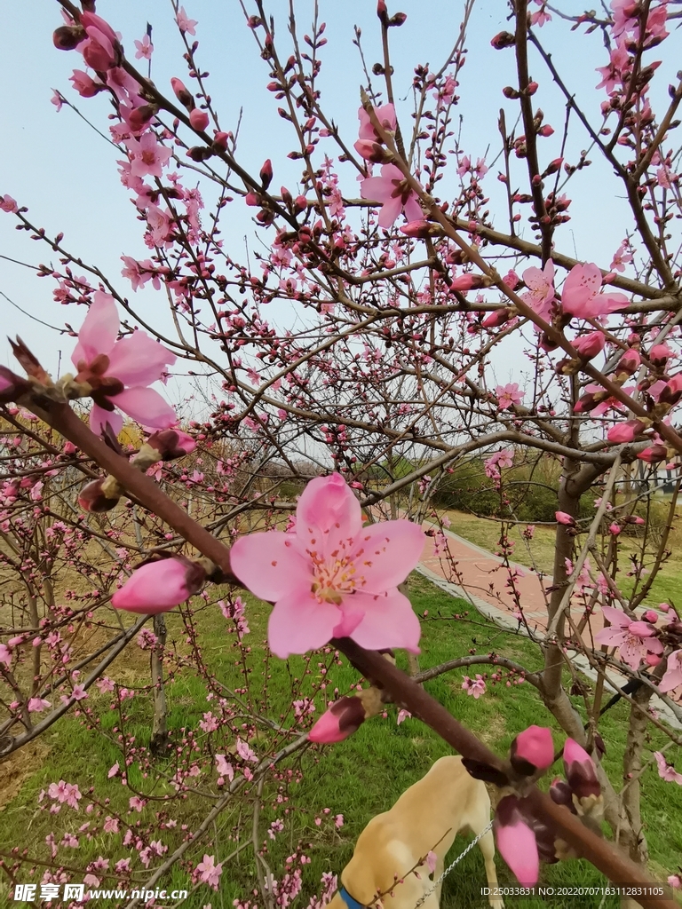 桃花粉色桃花桃花林