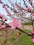 桃花 