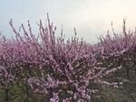 桃花 粉色桃花 桃花林