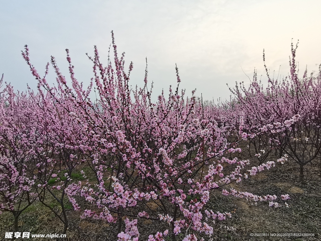 桃花 粉色桃花 桃花林