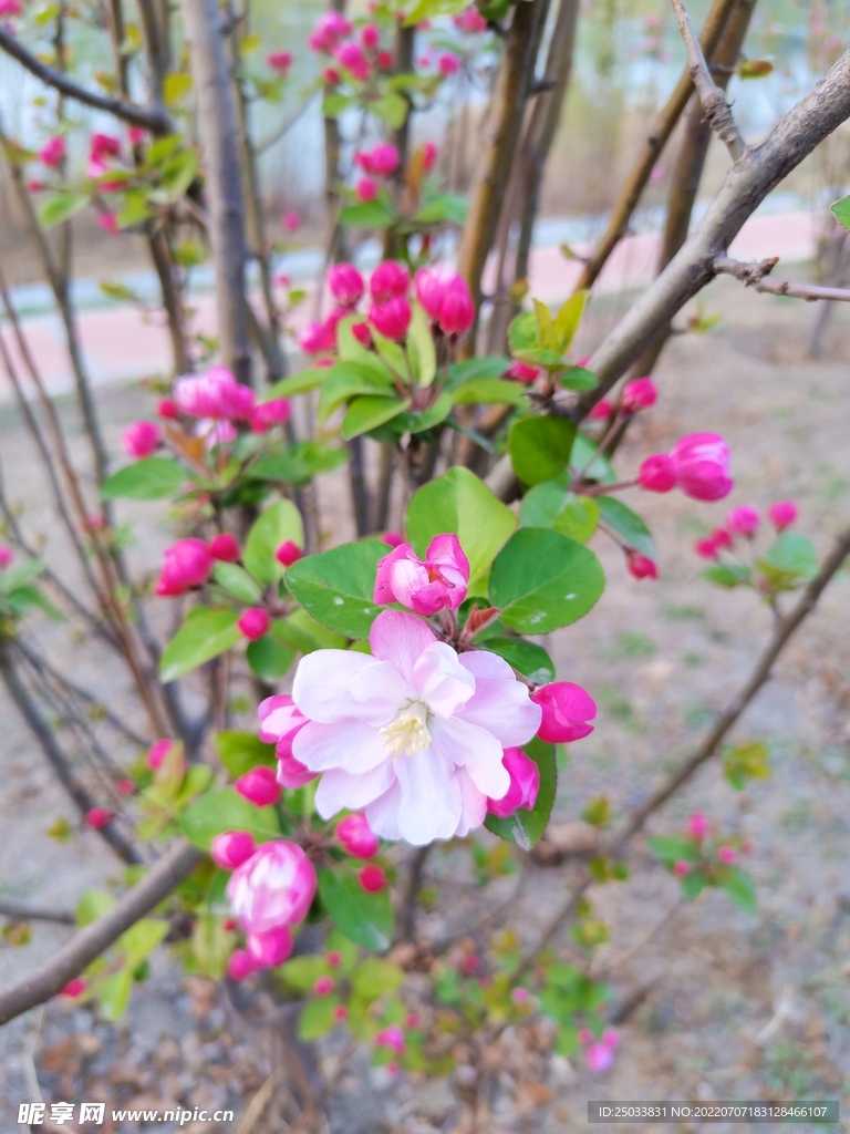 海棠花海棠 