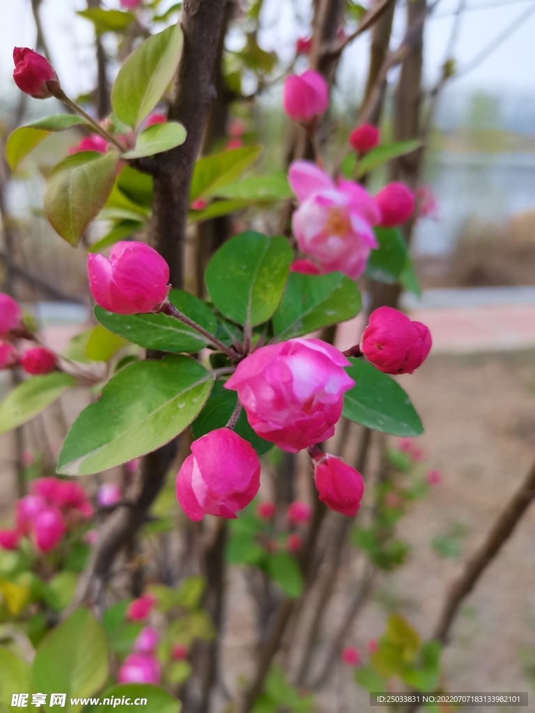 海棠花蕾