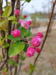 海棠花蕾  