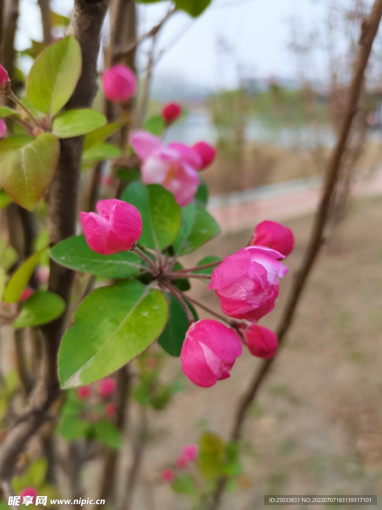 海棠花蕾  