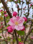 海棠花海棠 