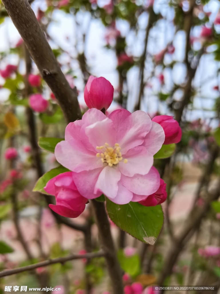 海棠花海棠 