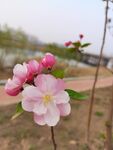 海棠花  