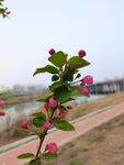 海棠花  