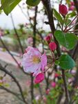 海棠花  