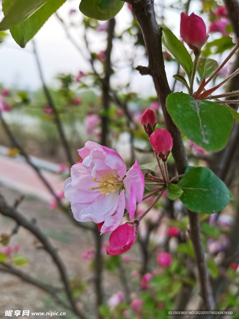 海棠花  