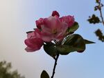 海棠花  