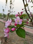 海棠花   