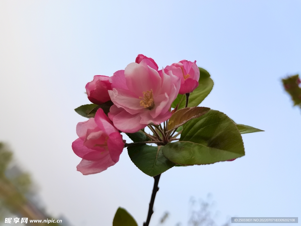 海棠花  