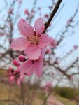 桃花 
