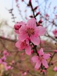 桃花 